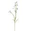 MINI NICOTIANA 75CM BLUE