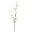 MINI NICOTIANA 75CM CREAM