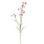 MINI NICOTIANA 75CM RED