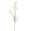 MINI NICOTIANA 75CM YELLOW