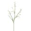 MINI NICOTIANA 110CM CREAM