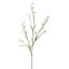 MINI NICOTIANA 110CM PINK