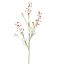 MINI NICOTIANA 110CM RED