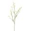 MINI NICOTIANA 110CM YELLOW
