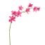 GLADIOLUS NANUS 95CM BEAUTY