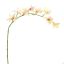 GLADIOLUS NANUS 95CM CREAM