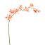 GLADIOLUS NANUS 95CM PEACH