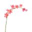 GLADIOLUS NANUS 95CM PINK