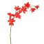 GLADIOLUS NANUS 95CM RED