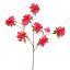 RHODODENDRON 100CM BEAUTY