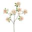 RHODODENDRON 100CM PEACH