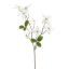 DOGWOOD 68CM CREAM