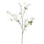 DOGWOOD 120CM CREAM