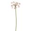 SUMMER BELLS 70CM CREAM PINK