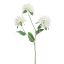 MONARDA FLOWER 67CM CREAM
