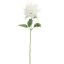 MONARDA FLOWER 75CM CREME