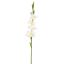 GLADIOLUS 85CM CREAM