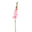 GLADIOLUS 85CM PINK