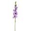 GLADIOLUS 85CM PURPLE