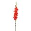 GLADIOLUS 85CM RED