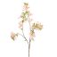 RHODODENDRON 85CM PEACH