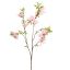 RHODODENDRON 85CM PINK