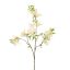 RHODODENDRON 85CM YELLOW