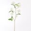LONICERA 91CM CREAM