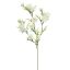 CORNFLOWER 71CM CREAM