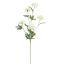 MARIGOLD 70CM CREAM