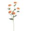 MARIGOLD 70CM PEACH