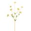 COLORED STEM POPPY 95CM YELLOW