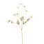 COLORED STEM EDELWEISS 91CM CREAM