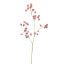 ASTRANTIA SPRAY 84CM BEAUTY