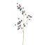 ASTRANTIA SPRAY 84CM PURPLE