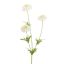 MARIGOLD 65CM CREAM