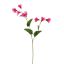 CAMPANULA 61CM BEAUTY