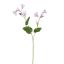 CAMPANULA 61CM LILA