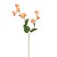 CAMPANULA 61CM ORANGE