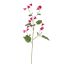 CAMPANULA SPRAY 99CM BEAUTY