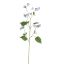 CAMPANULA SPRAY 99CM BLUE