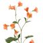 CAMPANULA SPRAY 99CM ORANGE