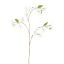 STEPHANOTIS 97CM CREAM
