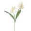 IRIS X2 60CM CREAM