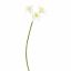 NARCISSUS 62CM WHITE