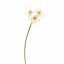 NARCISSUS 62CM WHITE YELLOW