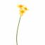 NARCISSUS 62CM YELLOW