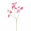SWEET PEA 66CM BEAUTY