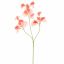SWEET PEA 66CM CORAL