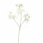 SWEET PEA 66CM CREAM